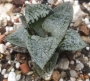 Хавортия вектор (Haworthia vector, ハオルチア　ベクター)